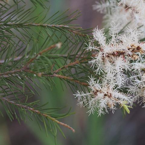 Melaleuca A. (Tea Tree) Essential Oil