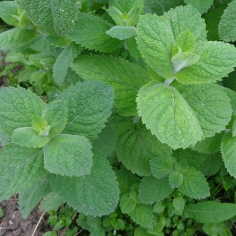 Peppermint Essential Oil, Super Premium