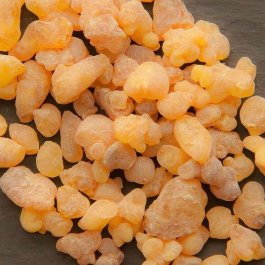 Sacred Frankincense (boswellia sacra)