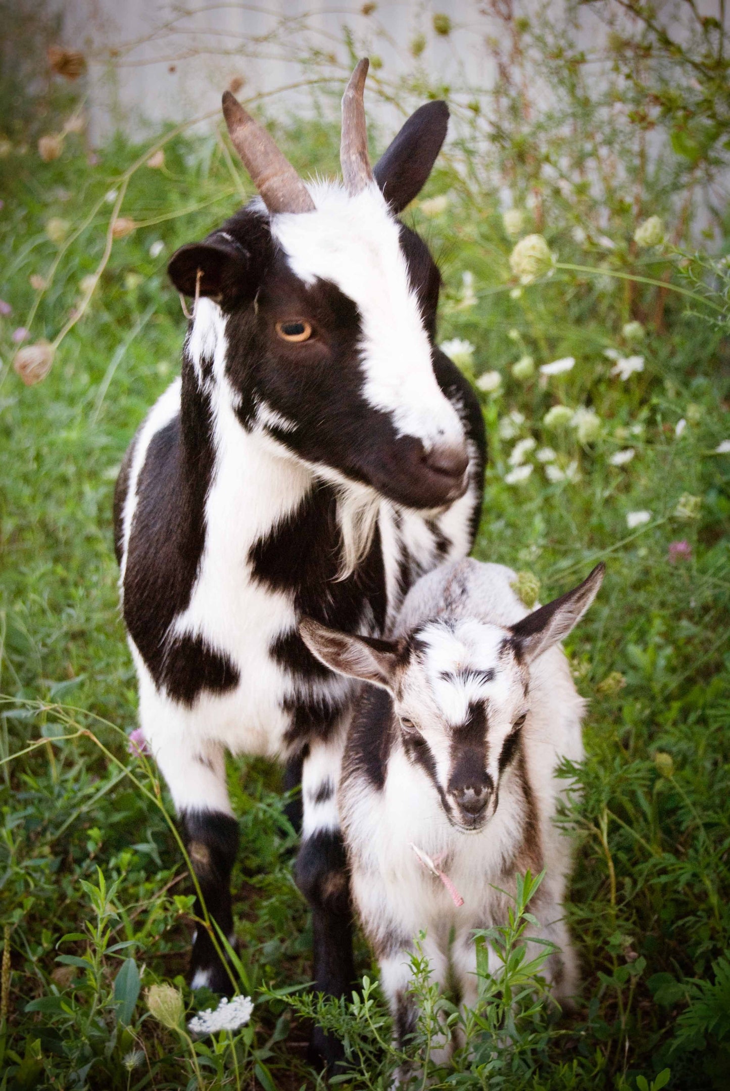 Goat Milk & Honey Lotion