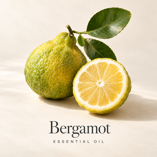 Whole and cut bergamot fruit with green leaves on ivory, labeled Bergamot Essential Oil.