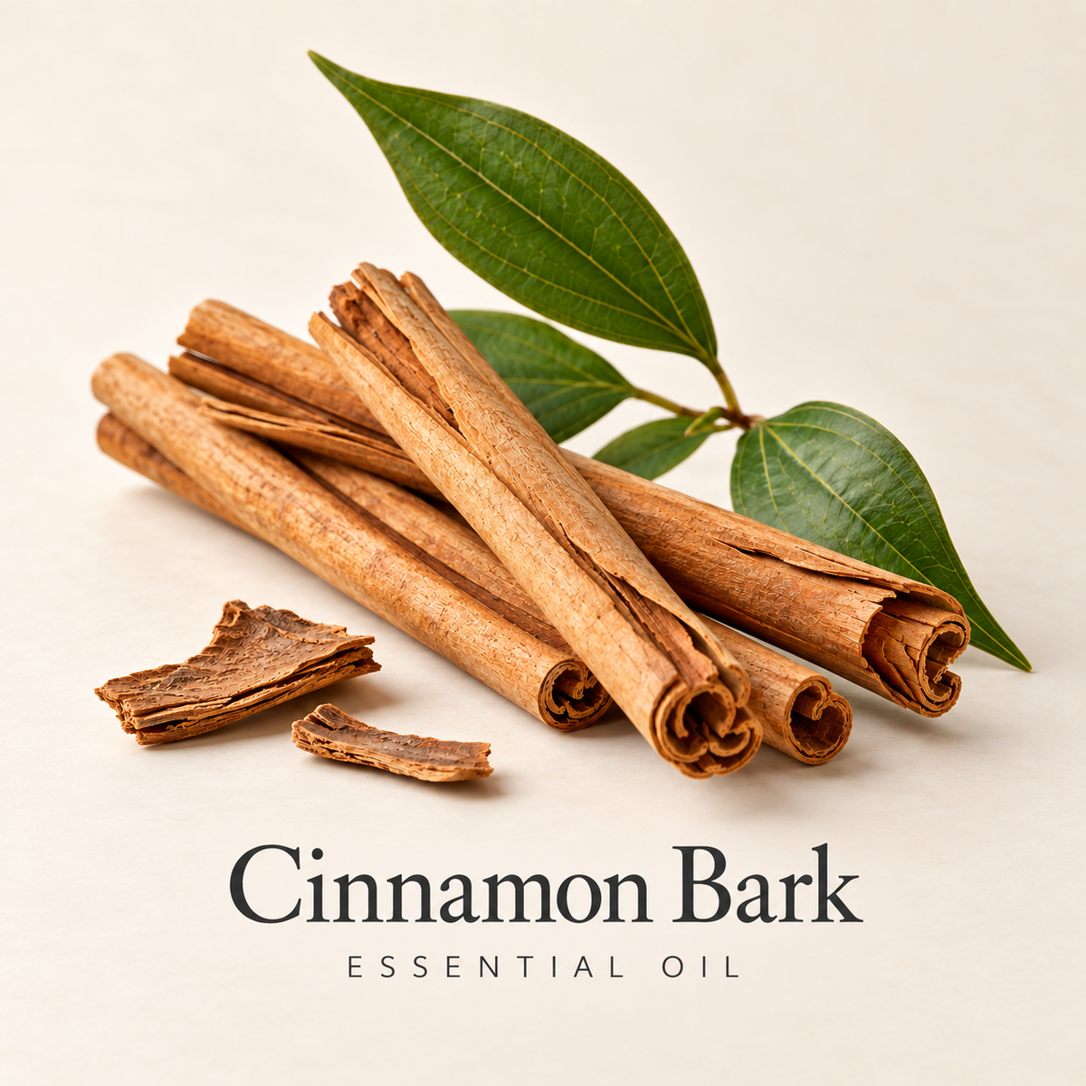 Cinnamon bark and leaves on an ivory background, labeled Cinnamon Essential Oil.