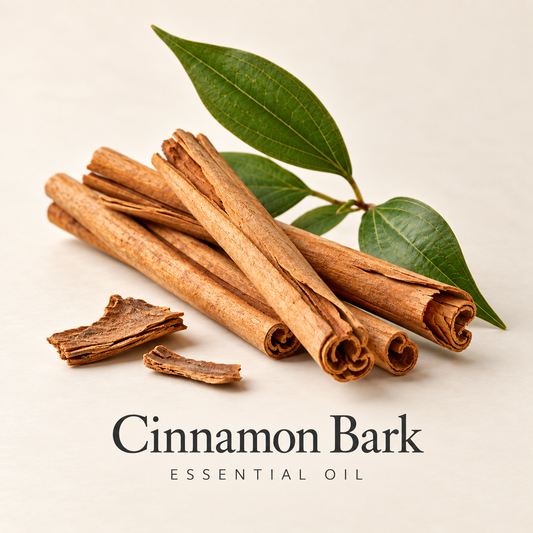 Cinnamon bark and leaves on an ivory background, labeled Cinnamon Essential Oil.