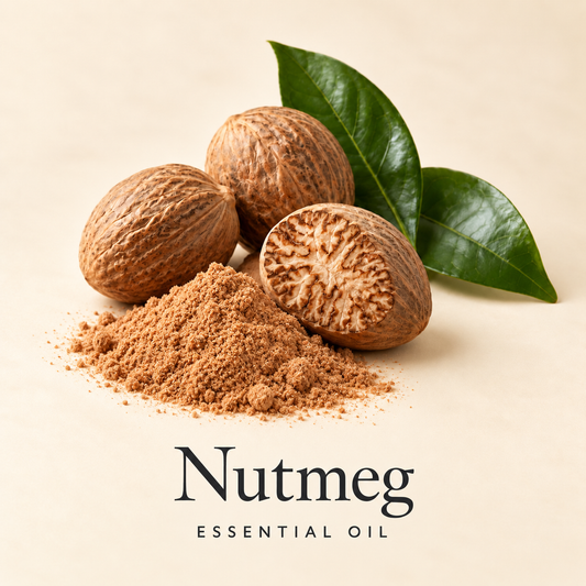 Whole nutmeg seeds, a cut seed, powdered nutmeg and green leaves on an ivory background, labeled Nutmeg Essential Oil.