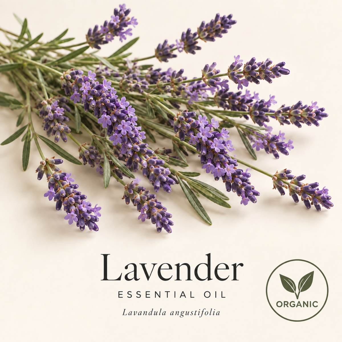 Lavender flowers and narrow leaves on warm ivory, labeled Lavender Essential Oil and Lavandula angustifolia, with an Organic sourcing badge.