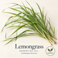 Fresh lemongrass leaves on warm ivory, labeled Lemongrass Essential Oil and Cymbopogon flexuosus, with an Organic sourcing badge.