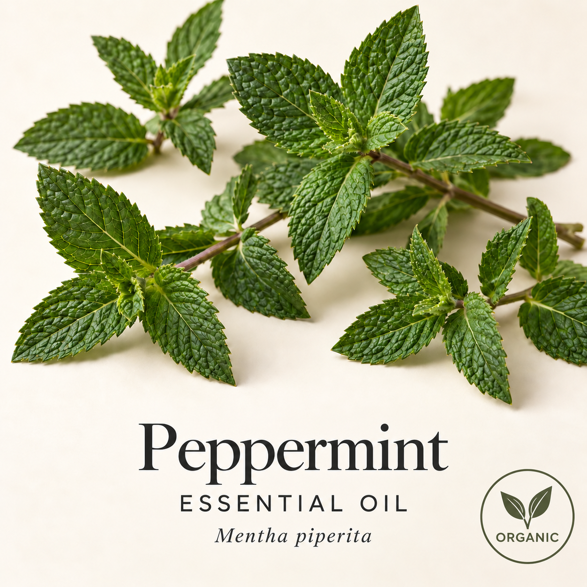 Fresh peppermint leaves on warm ivory, labeled Peppermint Essential Oil and Mentha piperita, with an Organic sourcing badge.