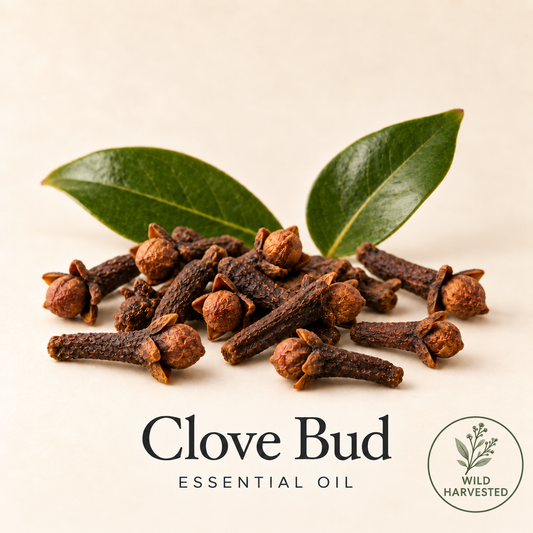 Dried clove buds and green leaves on warm ivory, labeled Clove Bud Essential Oil, with a Wild Harvested sourcing badge.