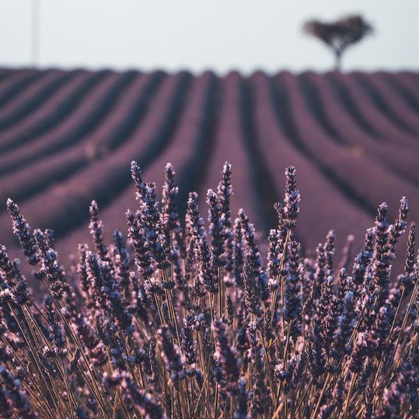 high altitude lavender plants Lavender Essential Oil, High Altitude